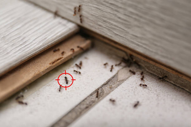 Best Ant Control Services  in Kingston, NJ